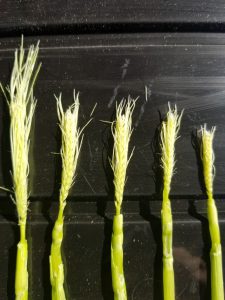 もち麦の幼穂(ようすい)が出てきました