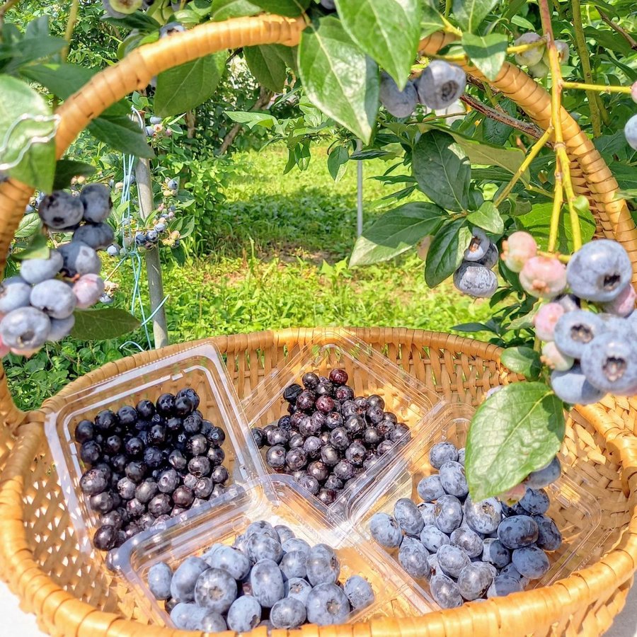 「ブルーベリー品種食べ比べセット」通信販売のお知らせ